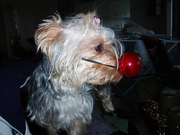 Yorkshire terrier Chili pot potten - Mor synes jeg var så sød med rød næse, jeg synes den var sjov at bide i. billede 7