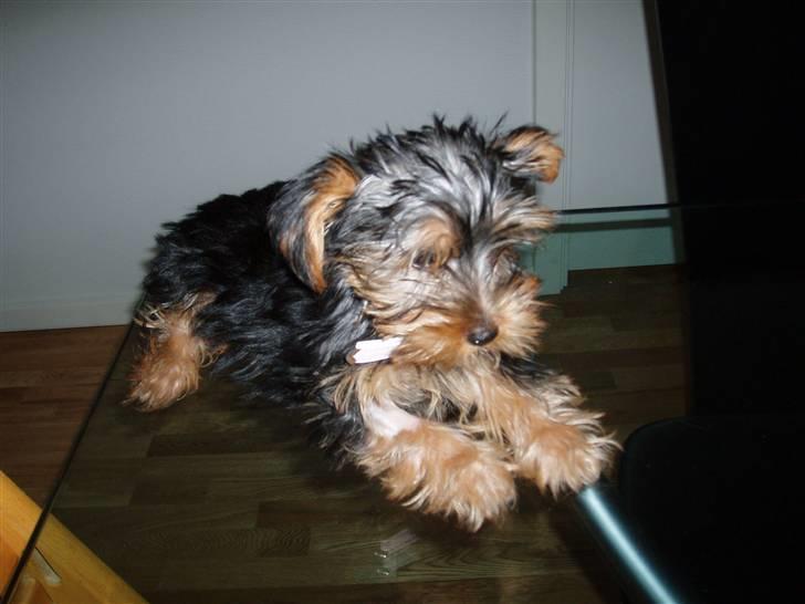 Yorkshire terrier Chili pot potten - Jeg er lige kommet hjem fra operation, PIV. billede 8