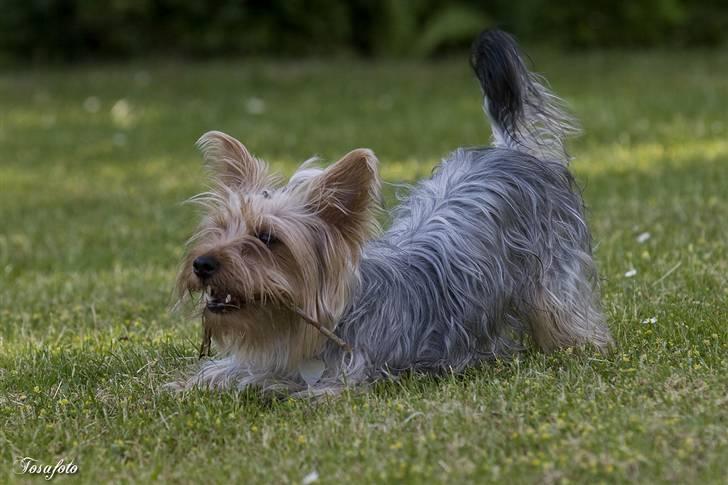 Yorkshire terrier Chili pot potten - Skal vi lege?? billede 9