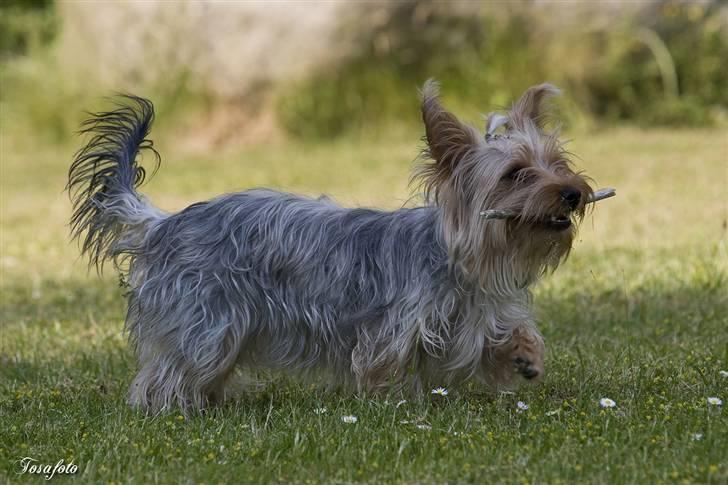 Yorkshire terrier Chili pot potten billede 11