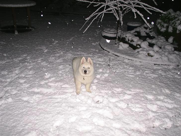 Hvid schæfer Ebony the White Diamond - 10 uger gammel og havnet i en slem snestorm. Find mig på næsen billede 4