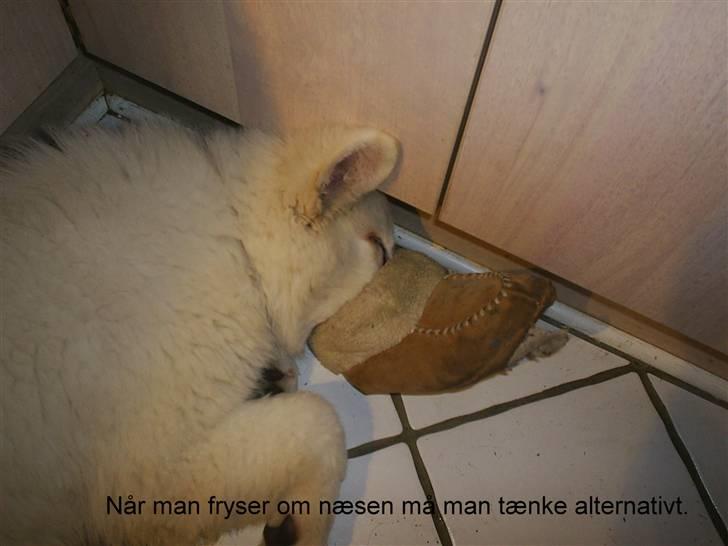 Hvid schæfer Ebony the White Diamond - Det er godt at få varmet næsen efter sådan en gang sne billede 5