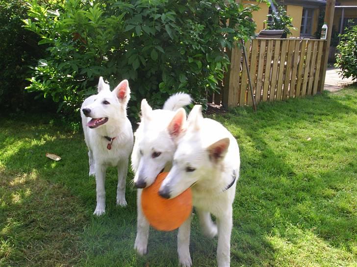 Hvid schæfer Ebony the White Diamond - Øv 1 fresbee og 3 hunde. Søskende træf Echo, Enzo og Ebony billede 6