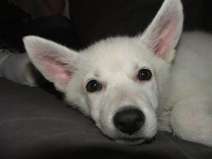 Hvid schæfer Mille billede 7