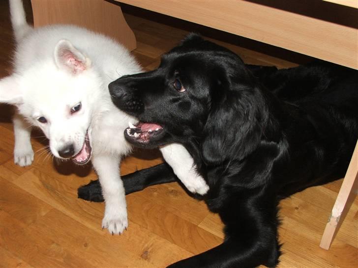 Hvid schæfer Mille billede 8