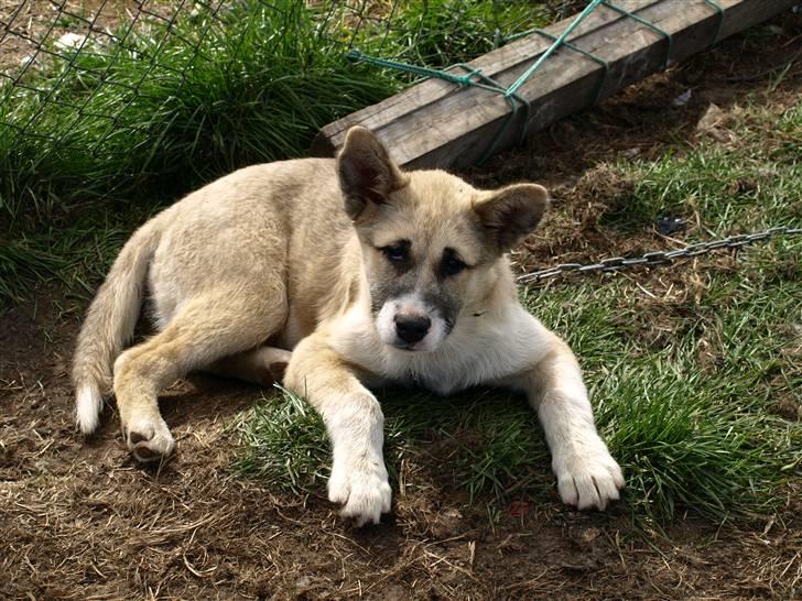 Grønlandshund simba - velkommen til min side billede 1