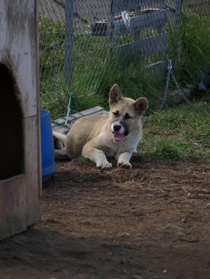 Grønlandshund simba - her er jeg så billede 2