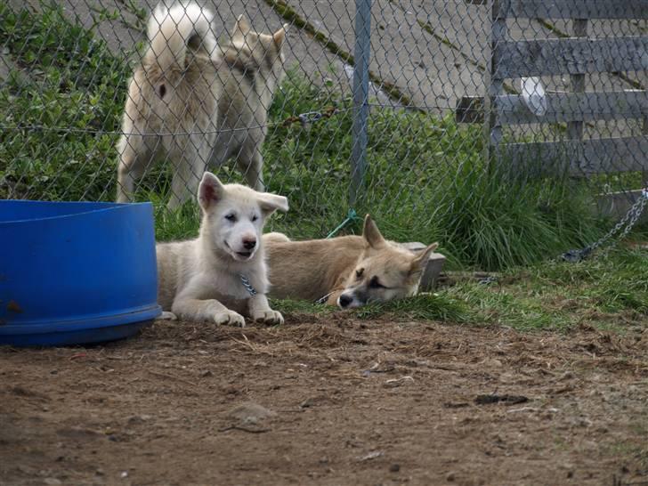 Grønlandshund simba - her er mig og min bror billede 3