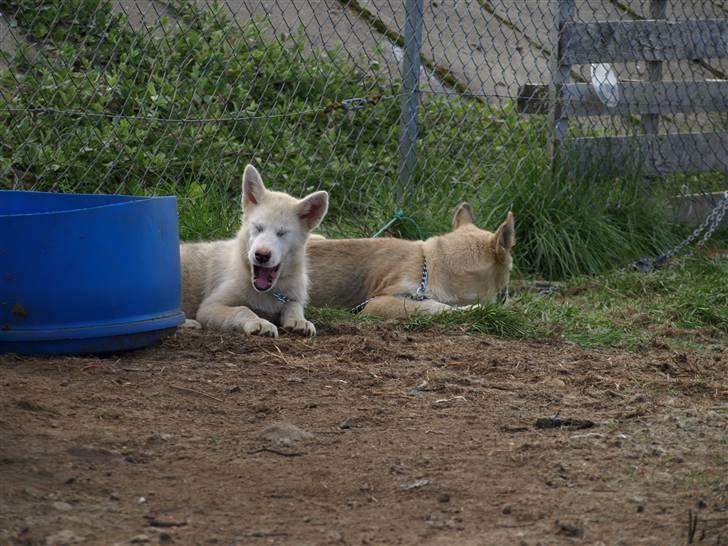 Grønlandshund simba - uuuuuu hvor var vi trætteå billede 4