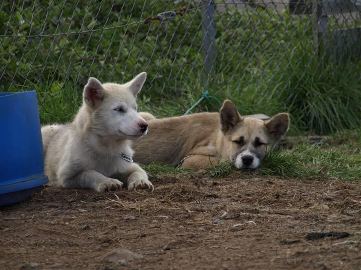 Grønlandshund simba - aaaa det gik over billede 5