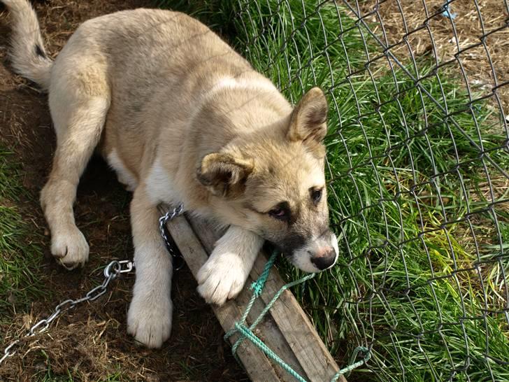 Grønlandshund simba - men er stadig træt  billede 6