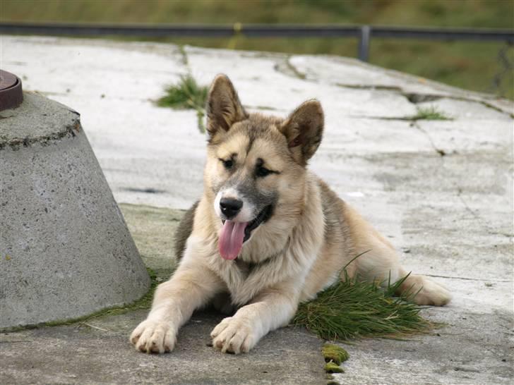 Grønlandshund simba - her er jeg så på en glad dag billede 7