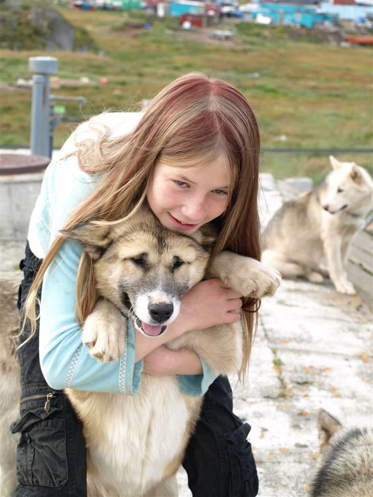 Grønlandshund simba - mig bliver løftet af min ejer  billede 8