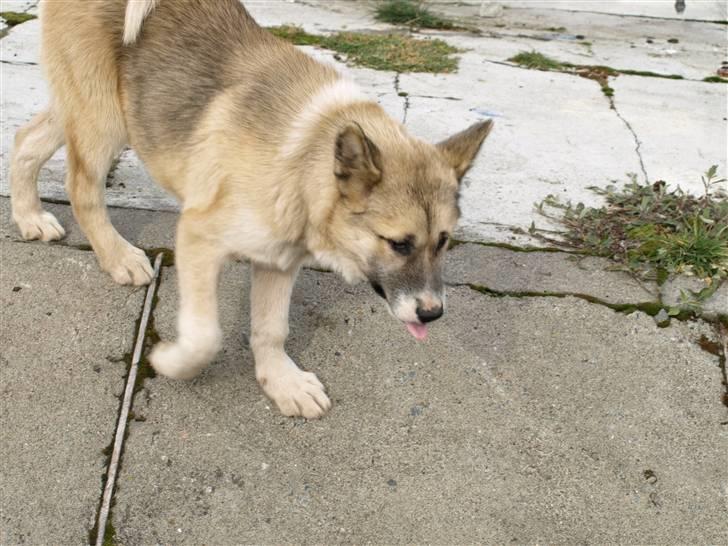 Grønlandshund simba - mig øøøø  billede 10