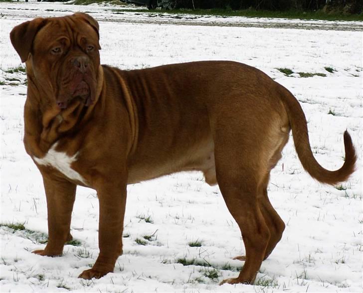 Dogue de bordeaux Jack - R.I.P billede 2