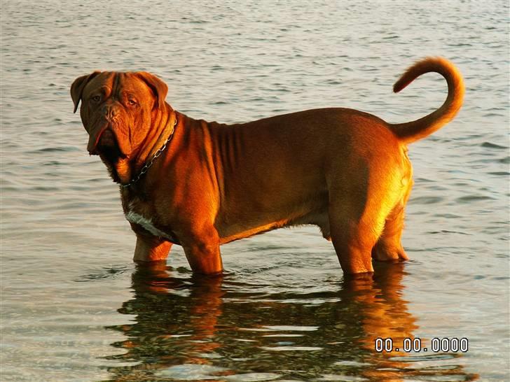 Dogue de bordeaux Jack - R.I.P billede 3