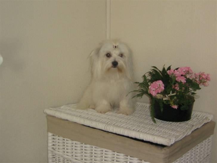 Coton de tulear Tica billede 1
