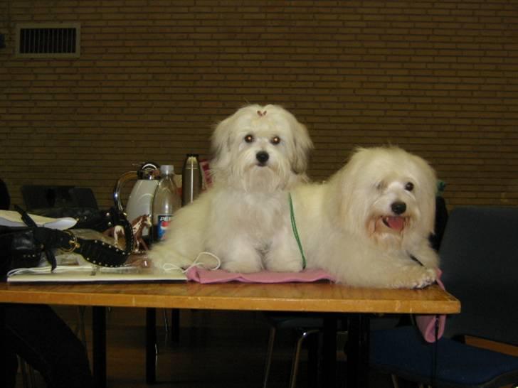 Coton de tulear Tica billede 2