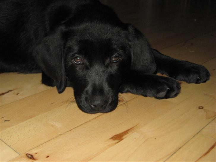 Blanding af racer Maggi - Er jeg ik bare så sød. Det syntes alle dem jeg har mødt ihvertifald. billede 1