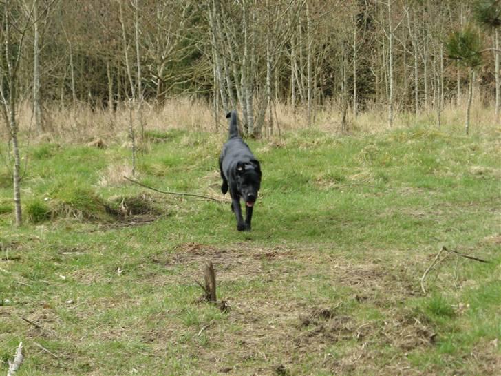 Blanding af racer Maggi - Her kommer jeg.... :P billede 2