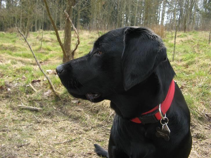 Blanding af racer Maggi - Min profil.... er jeg ik smuk hi billede 3