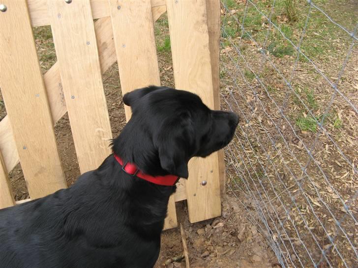 Blanding af racer Maggi - Hundeskoven i hammer bakker billede 4