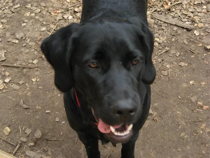 Blanding af racer Maggi - Hundeskoven i hammer bakker billede 5