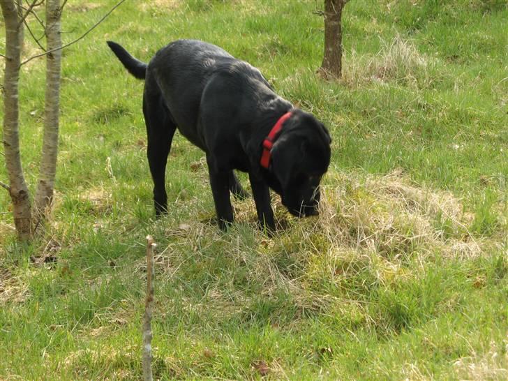 Blanding af racer Maggi - Hundeskoven i hammer bakker, har lige fundet mig et sted hvor jeg skal grave... billede 6