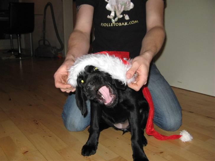 Blanding af racer Maggi - TAG DEN AF MIG, så jeg ka bide i den vuf vuf billede 7