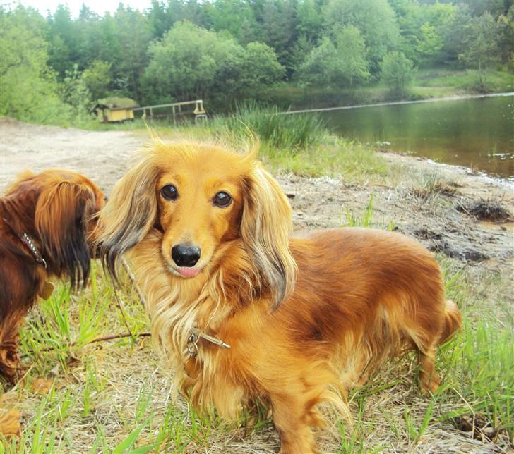 Miniature gravhund Michell - Kærlighed er ikke det, der får verden til at løbe rundt. Kærlighed er det, som gør turen umagen værd.  billede 2