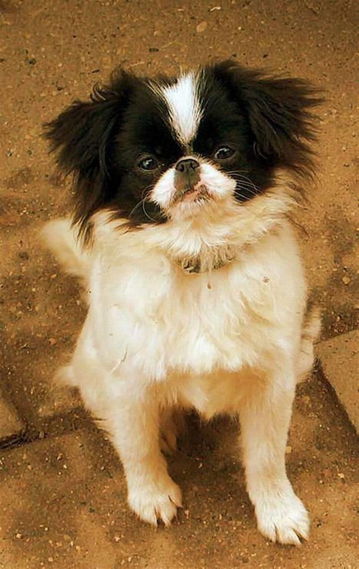 Blanding af racer Flodhesten Blutilda :) billede 11