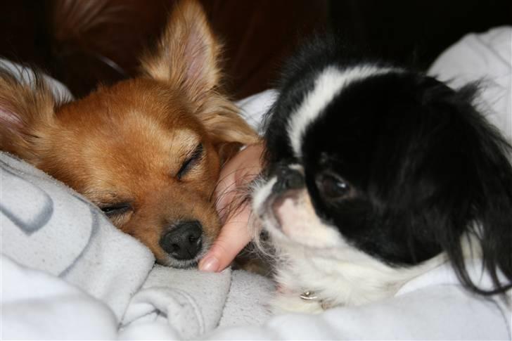 Blanding af racer Flodhesten Blutilda :) billede 12