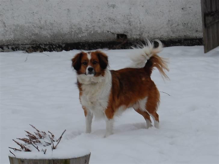 Blanding af racer Sally billede 1