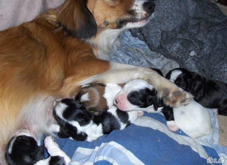 Blanding af racer Sally billede 2