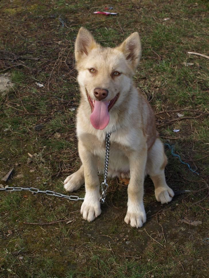 Grønlandshund gajo billede 1