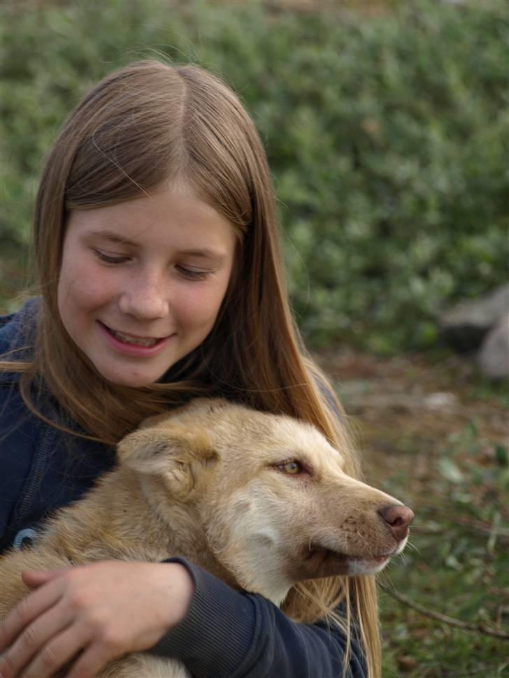 Grønlandshund gajo billede 2