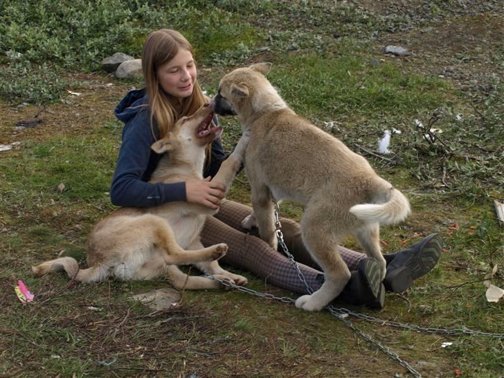 Grønlandshund gajo billede 3