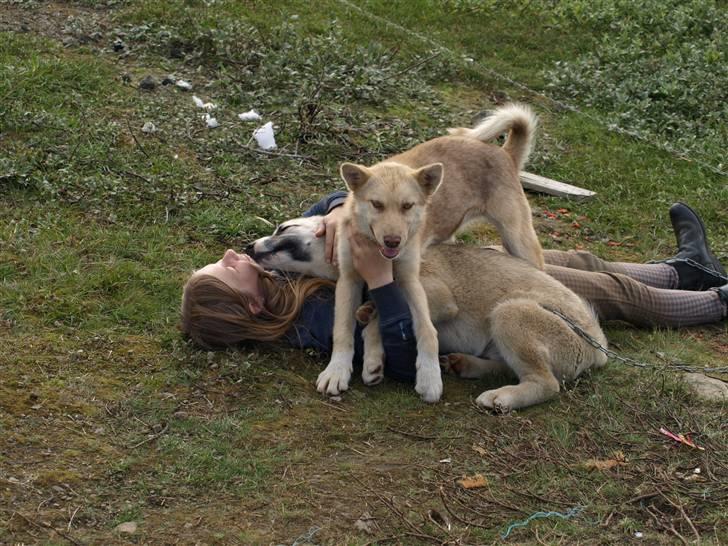 Grønlandshund gajo billede 4