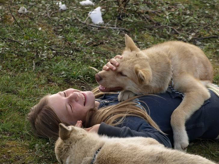 Grønlandshund gajo billede 5