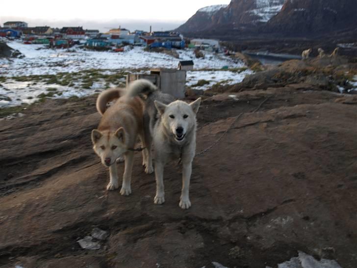 Grønlandshund gajo billede 6
