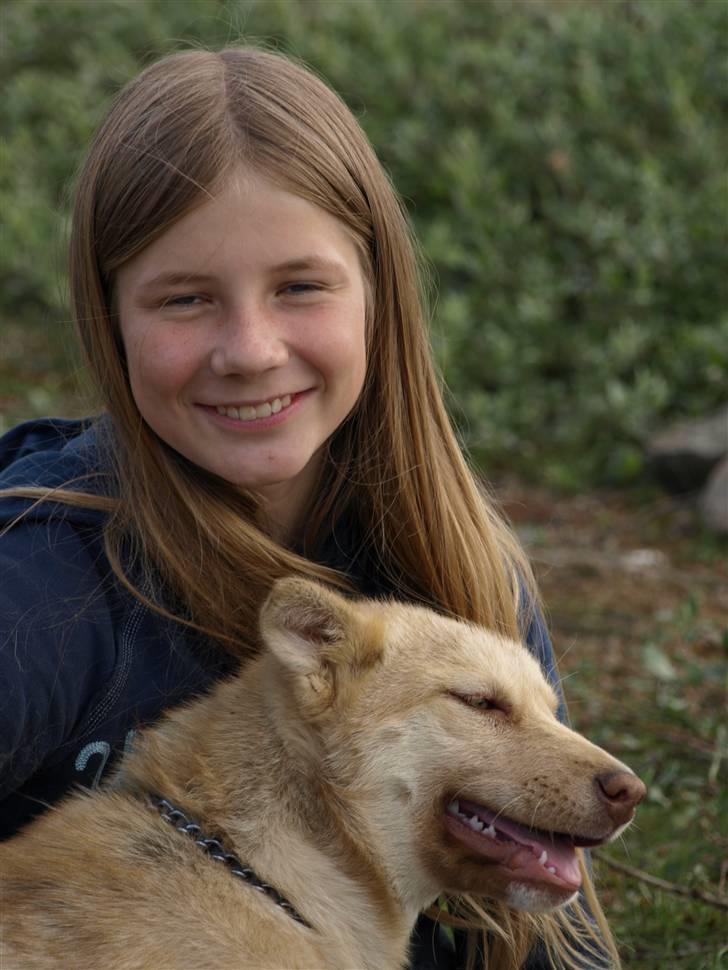 Grønlandshund gajo billede 7