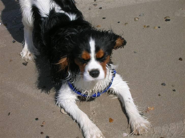 Cavalier king charles spaniel Mingus - Det blæser godt nok meget ved vesterhavet! billede 10