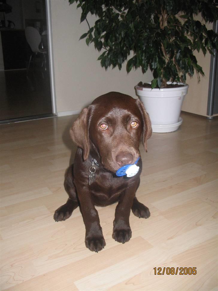 Labrador retriever Sasha - Ikke helt enige om hvem der skal have sutterne i munden :o) billede 1