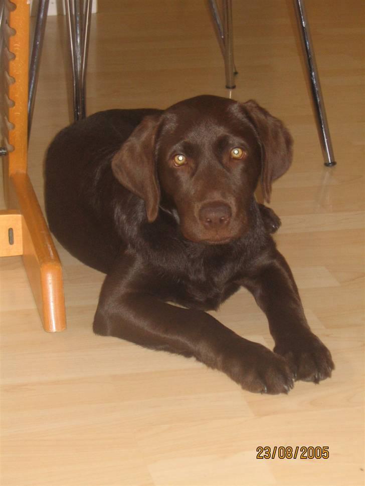 Labrador retriever Sasha billede 2