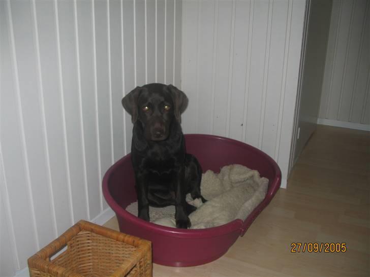 Labrador retriever Sasha - En lyserød kurv til en pige - self :o) billede 3