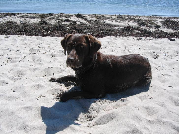 Labrador retriever Sasha - "Du skal bare give mig en komando, så hopper jeg i vandet" billede 4