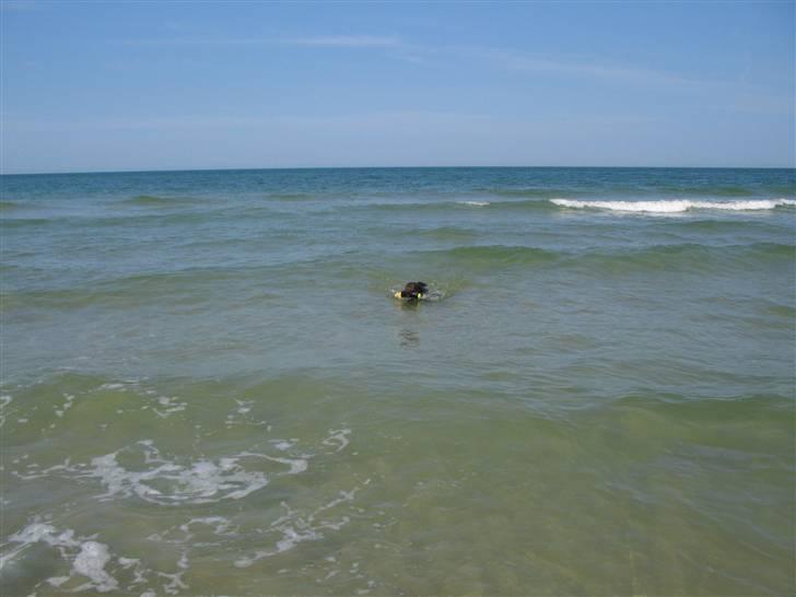 Labrador retriever Sasha billede 5