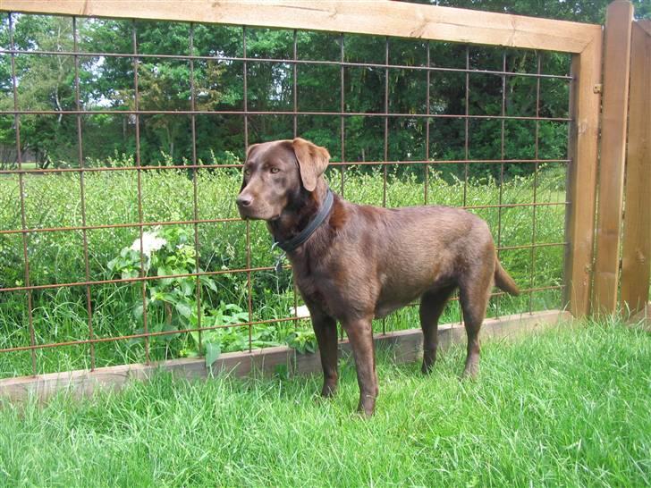 Labrador retriever Sasha - Var det en kat ?  billede 6