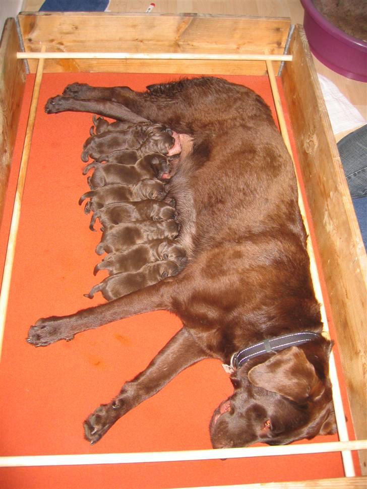 Labrador retriever Sasha - Lige efter en fødsel, og hvor var vores Sasha dog træt! billede 7