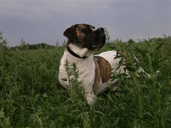 Mastiff Balder R.I.P 2011 - livet er skønt billede 1